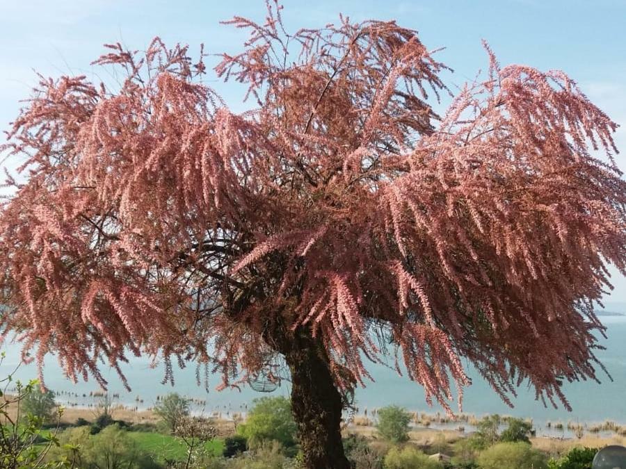 B&B Torre Del Lago Trasimeno 特拉西梅诺湖畔帕西尼亚诺 外观 照片